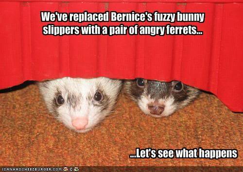 It's National Ferret Day