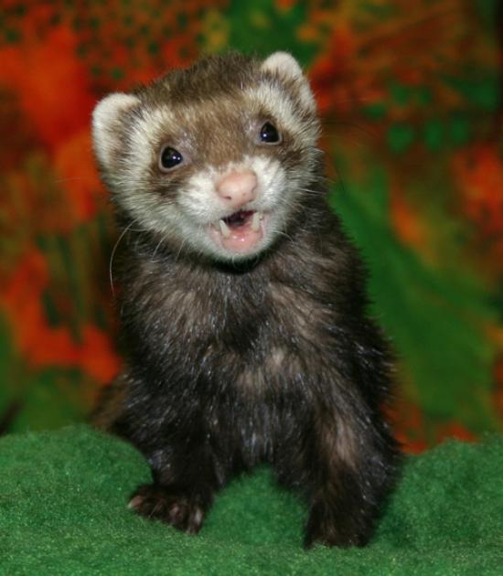 It's National Ferret Day