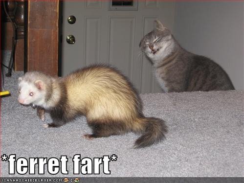 It's National Ferret Day