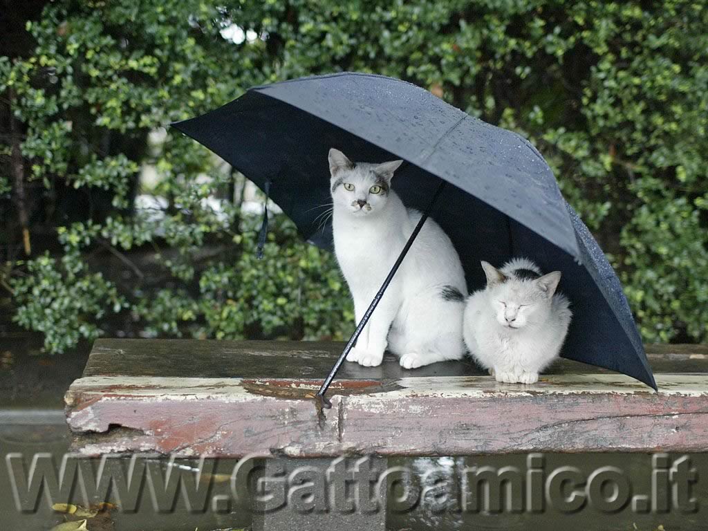cute picture of cats under an umbrella