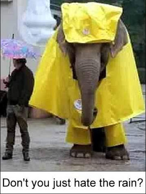 funny picture of elephant in the rain