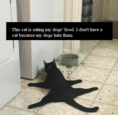 NOT MY CAT