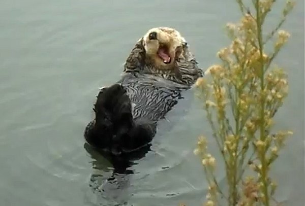 He's in Otter disbelief, otter denial, or perhaps your music just otterly sucks