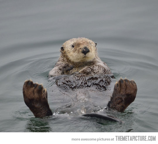 My, what otterly huge feet you have