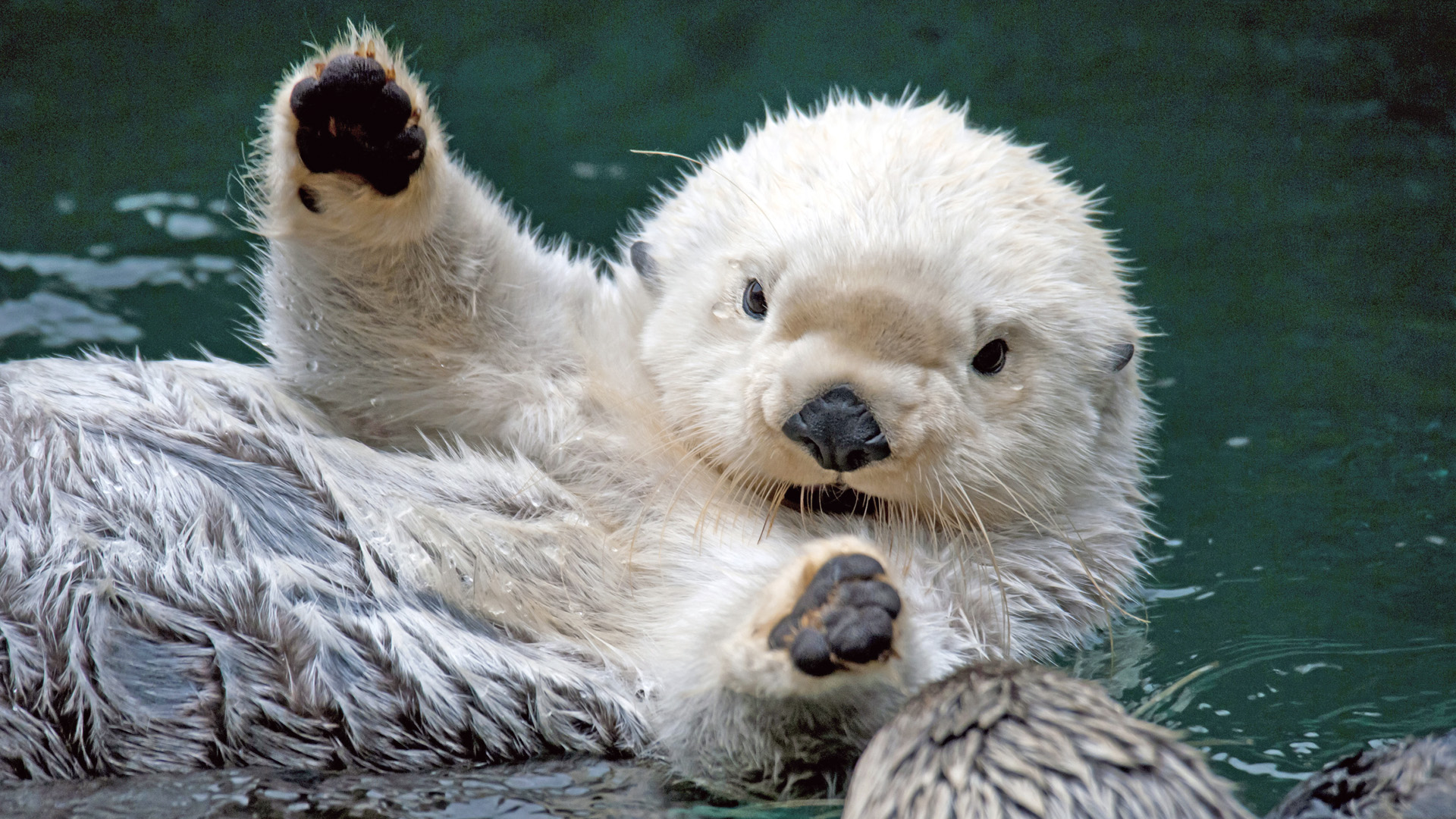 He's obviously telling a fishing story (which is otterly, preposterously over exaggerated, as all fishing stories are)