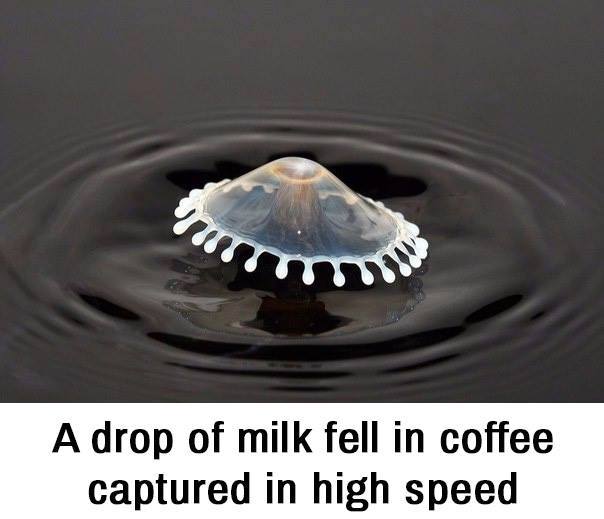 drop of milk in coffee - A drop of milk fell in coffee captured in high speed