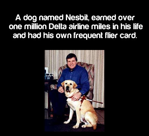 photo caption - A dog named Nesbit, earned over one million Delta airline miles in his life and had his own frequent flier card.