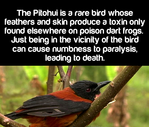 beak - The Pitohui is a rare bird whose feathers and skin produce a toxin only found elsewhere on poison dart frogs. Just being in the vicinity of the bird can cause numbness to paralysis, leading to death.