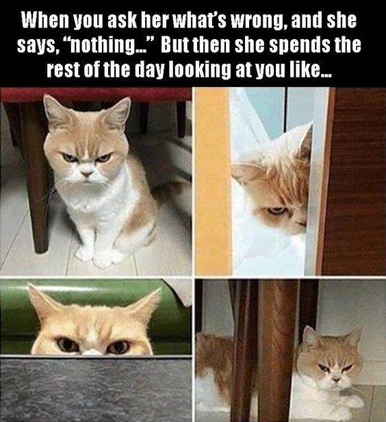 random pic cat girlfriend meme - When you ask her what's wrong, and she says, "nothing..." But then she spends the rest of the day looking at you ...