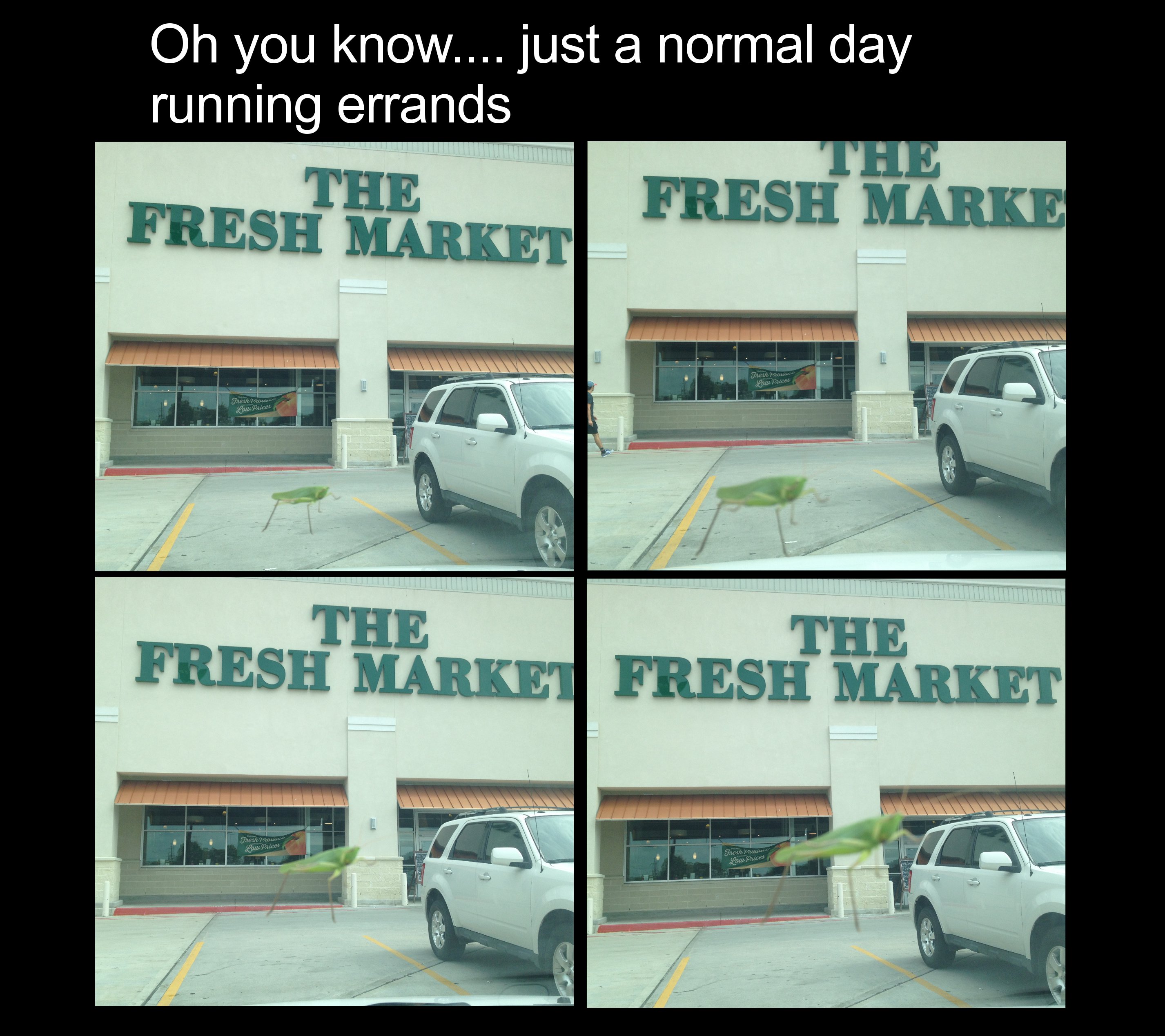 random pic fresh market - Oh you know.... just a normal day running errands The Fresh Marke Fresh Market This The The Fresh Market Fresh Market