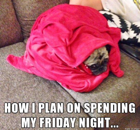 bundled up pug - How I Plan On Spending My Friday Night... made on imgur