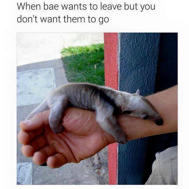 baby anteater - When bae wants to leave but you don't want them to go
