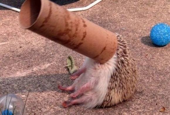 cute hedgehog with toilet paper roll stuck on his head