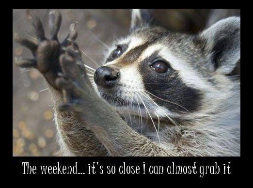 Raccoon reaching out to grab that weekend