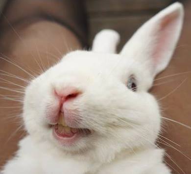 rabbit making cute smile