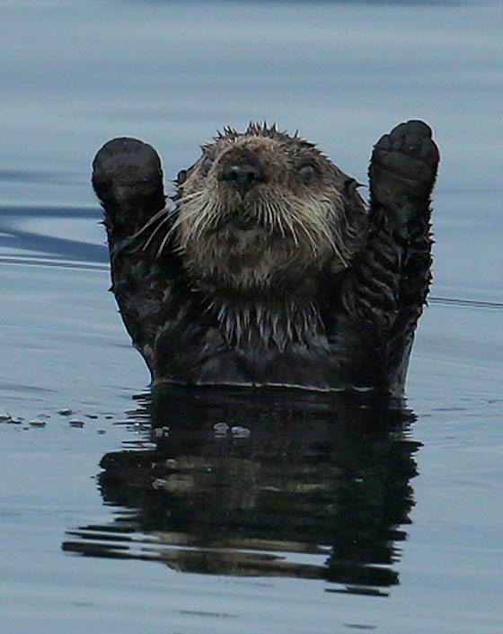 surrender otter
