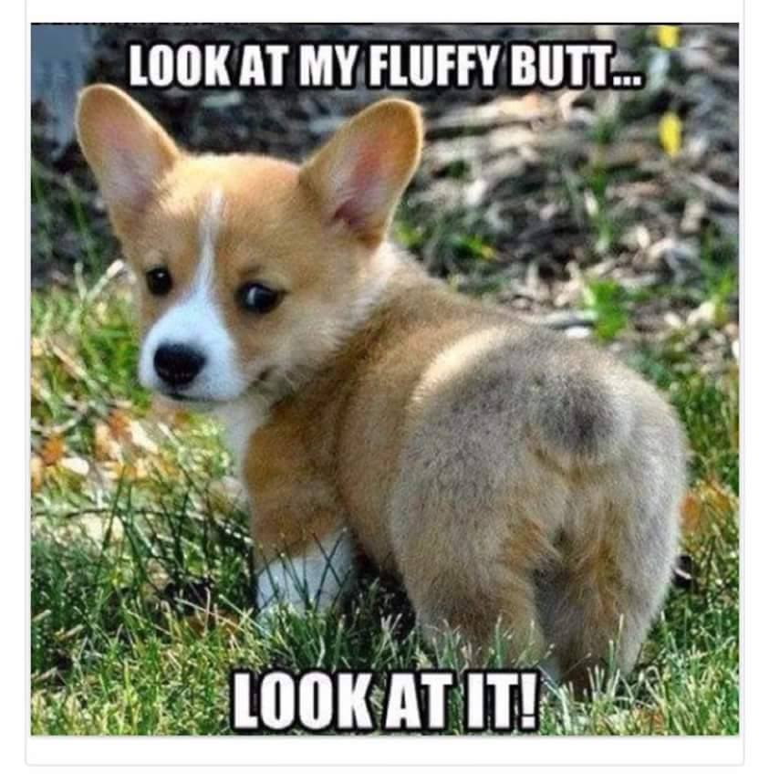 cute dog with fluffy butt