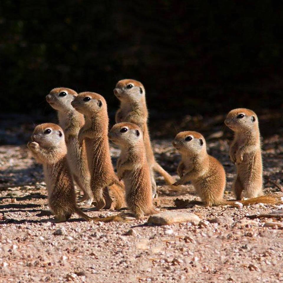 prairie dogs looking in one direction