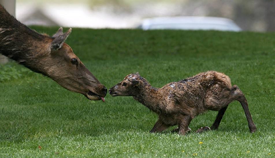 Silly and cute animal pics