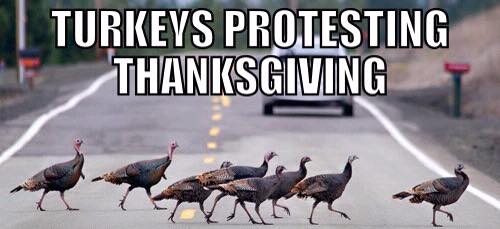 thanksgiving turkey funny meme - Turkeys Protesting Thanksgiving