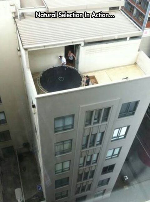 natural selection trampoline - Natural Selection In Action...