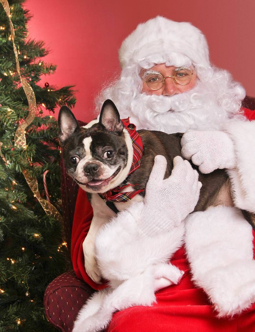 Reasons you should NOT take pet santa pics