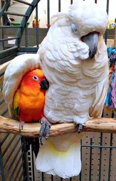 cockatoo and conure