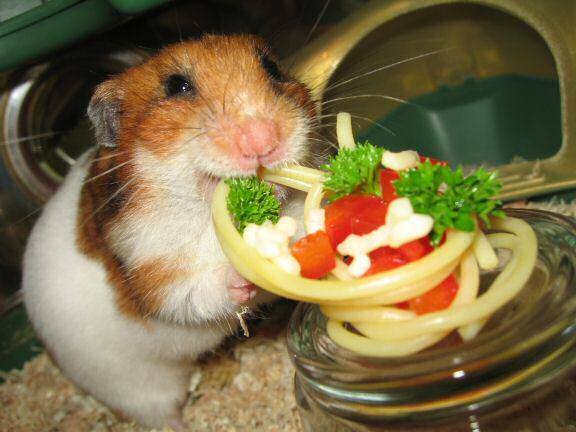 hamster spaghetti