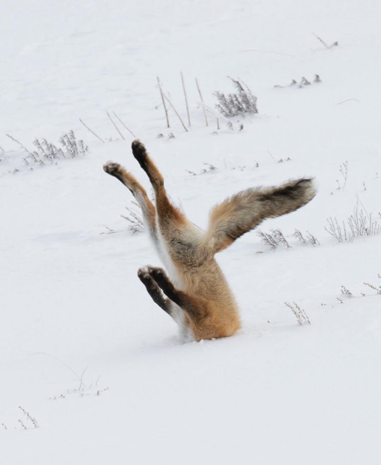 comedy wildlife best photography awards 2016