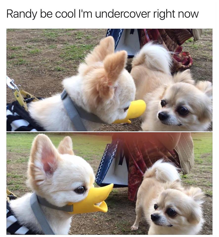 animals that will make you cry - Randy be cool I'm undercover right now