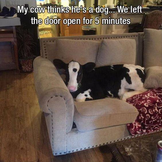 cow on couch meme - My cow thinks he's a dog. We left the door open for 5 minutes