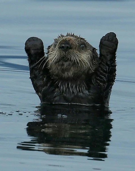 baby otter funny