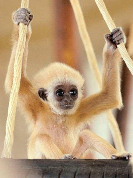 gibbon monkey baby