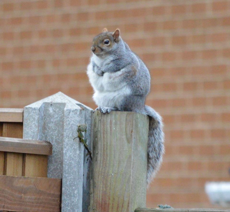 chonk squirrel