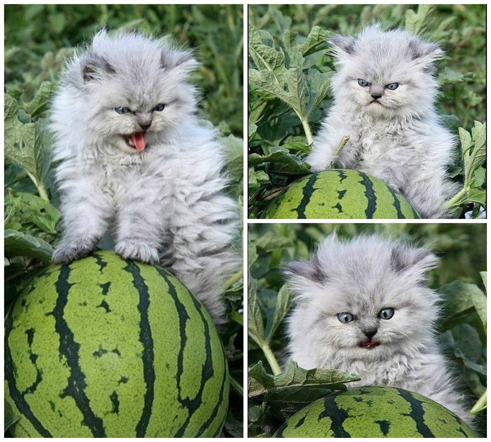 kitten watermelon