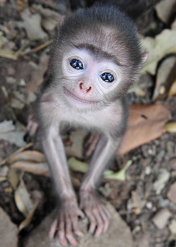 cute baby monkey