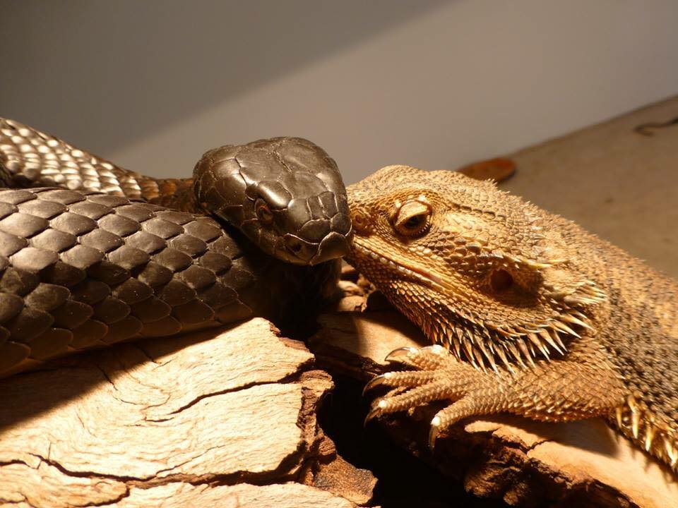 Happy National Dragon Day