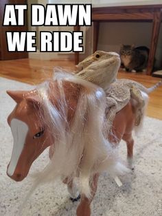 Happy National Dragon Day