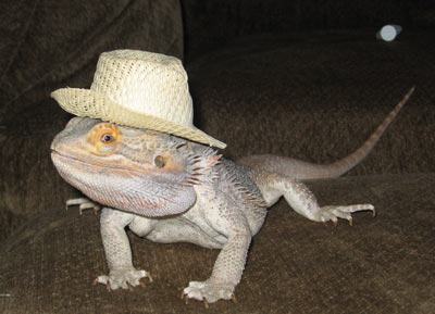 Happy National Dragon Day