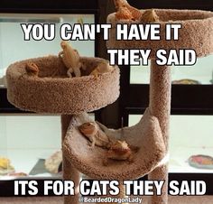 Happy National Dragon Day