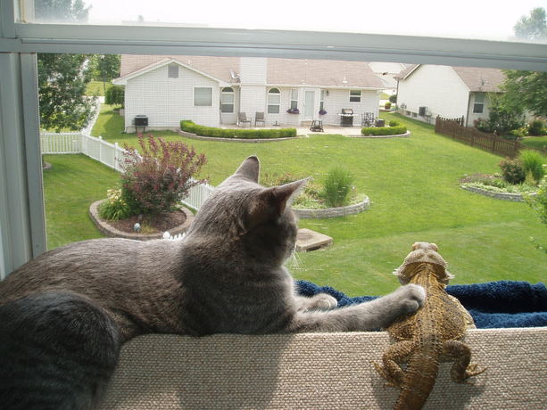 Happy National Dragon Day