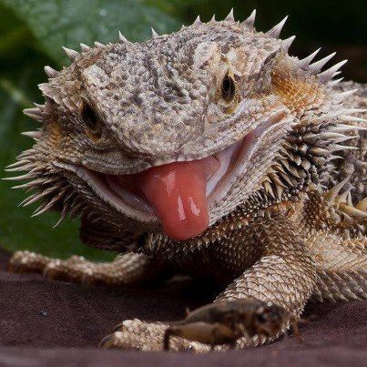 Happy National Dragon Day