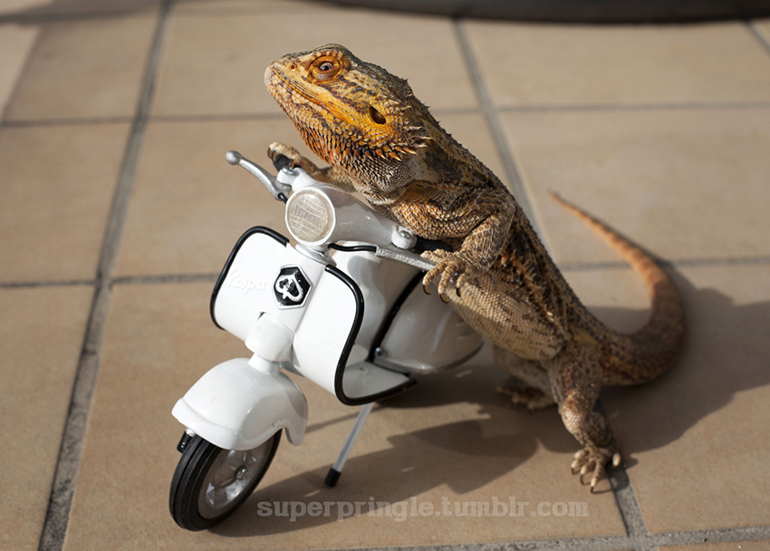 Happy National Dragon Day