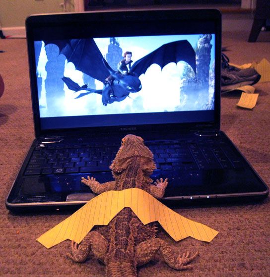 Happy National Dragon Day