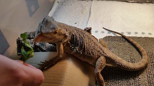 Happy National Dragon Day