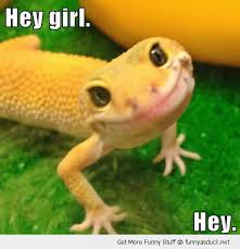 Happy National Dragon Day