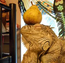 Happy National Dragon Day