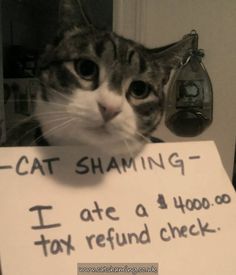 Pet shaming