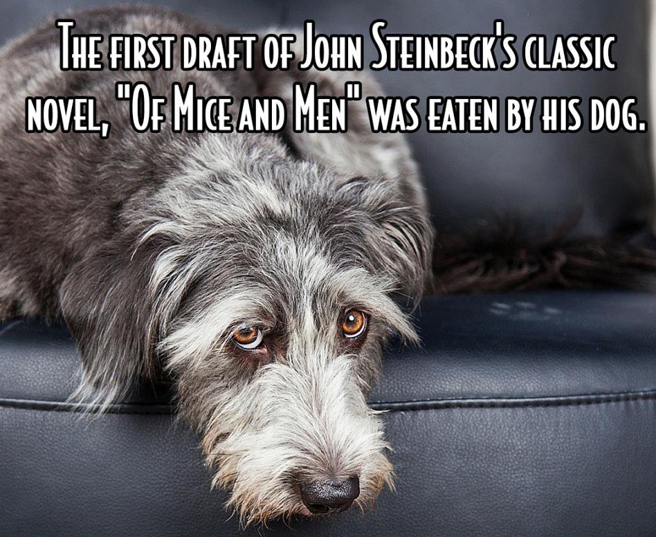 Terrier - The First Draft Of John Steinbeck'S Classic Novel, "Of Mice And Men" Was Eaten By His Dog.