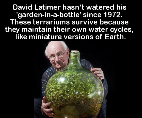 things to do with wine bottles - David Latimer hasn't watered his "gardeninabottle' since 1972. These terrariums survive because they maintain their own water cycles, miniature versions of Earth.